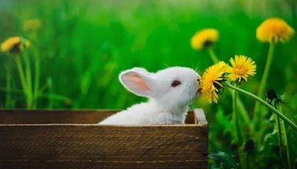 九游娱乐网站-未来青训体系：欧洲以外国家的崛起之路，中国青训未来可期