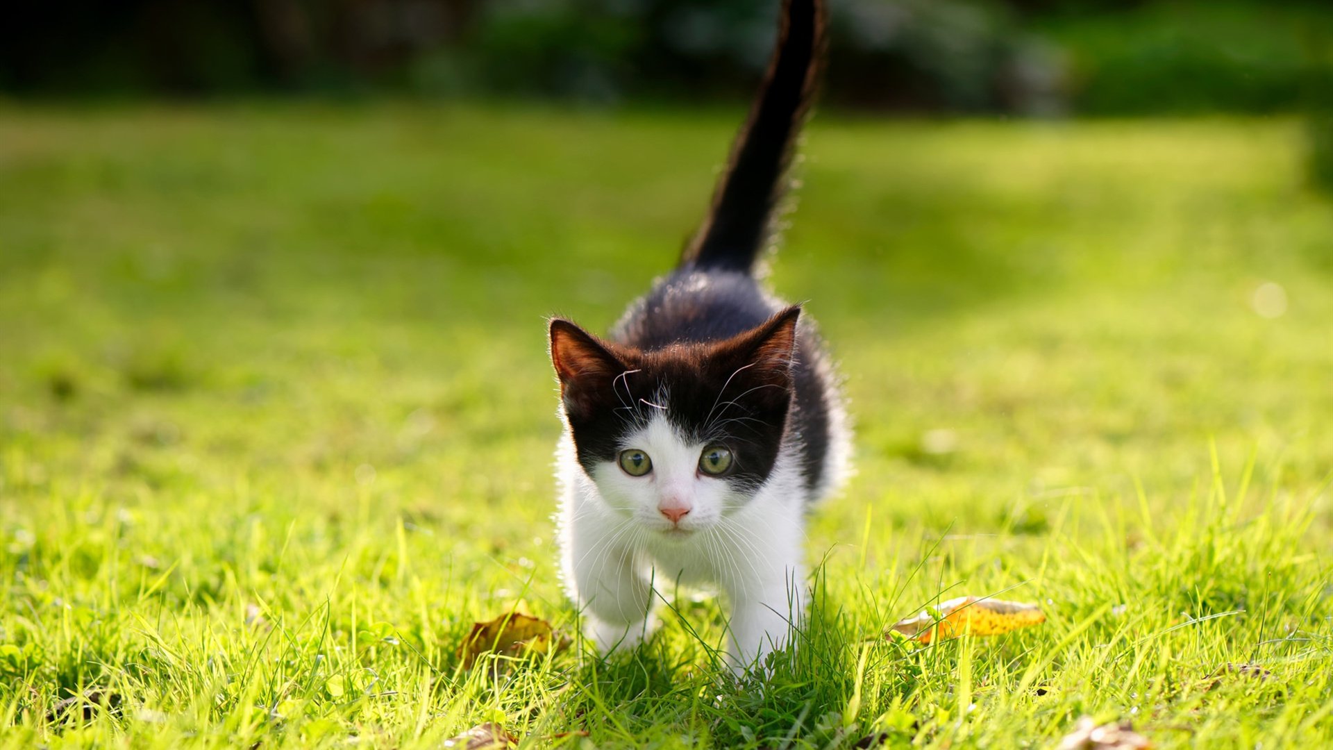 体育新闻中心优化体育赛事直播信号传输技术，体育直播信号源