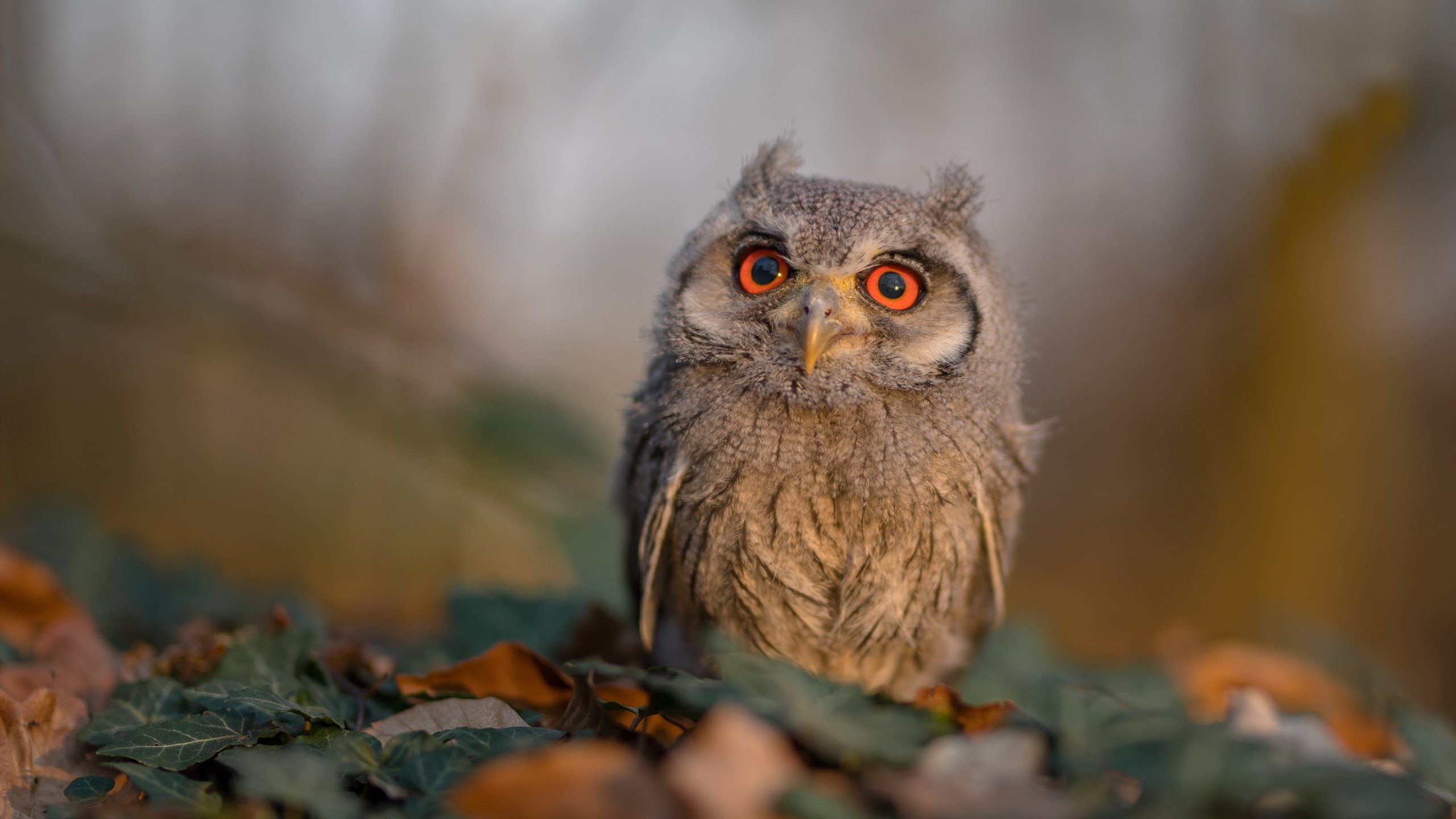 九游娱乐在线-女子蝶泳冠军配速波形图解读，女子蝶泳100