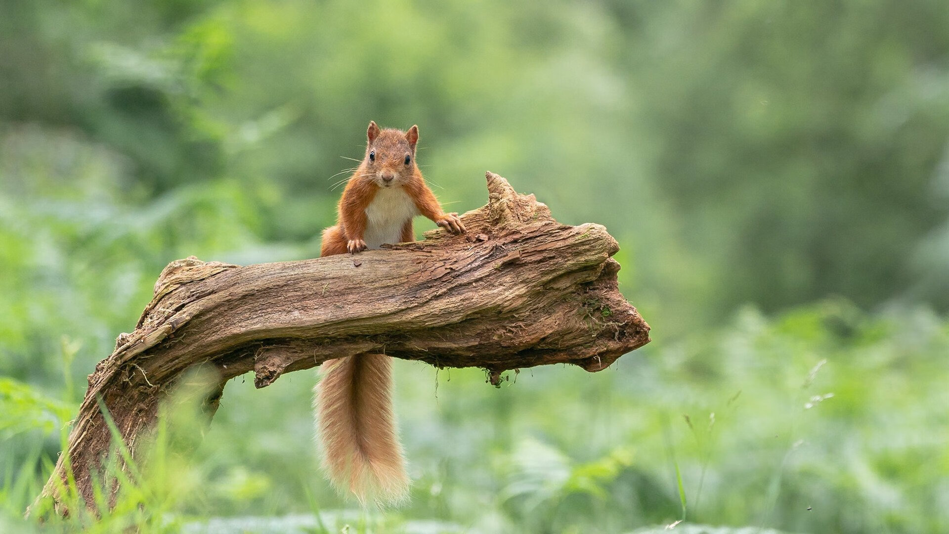 九游网页版入口-年轻阵容展示未来潜力，最年轻的职业球员