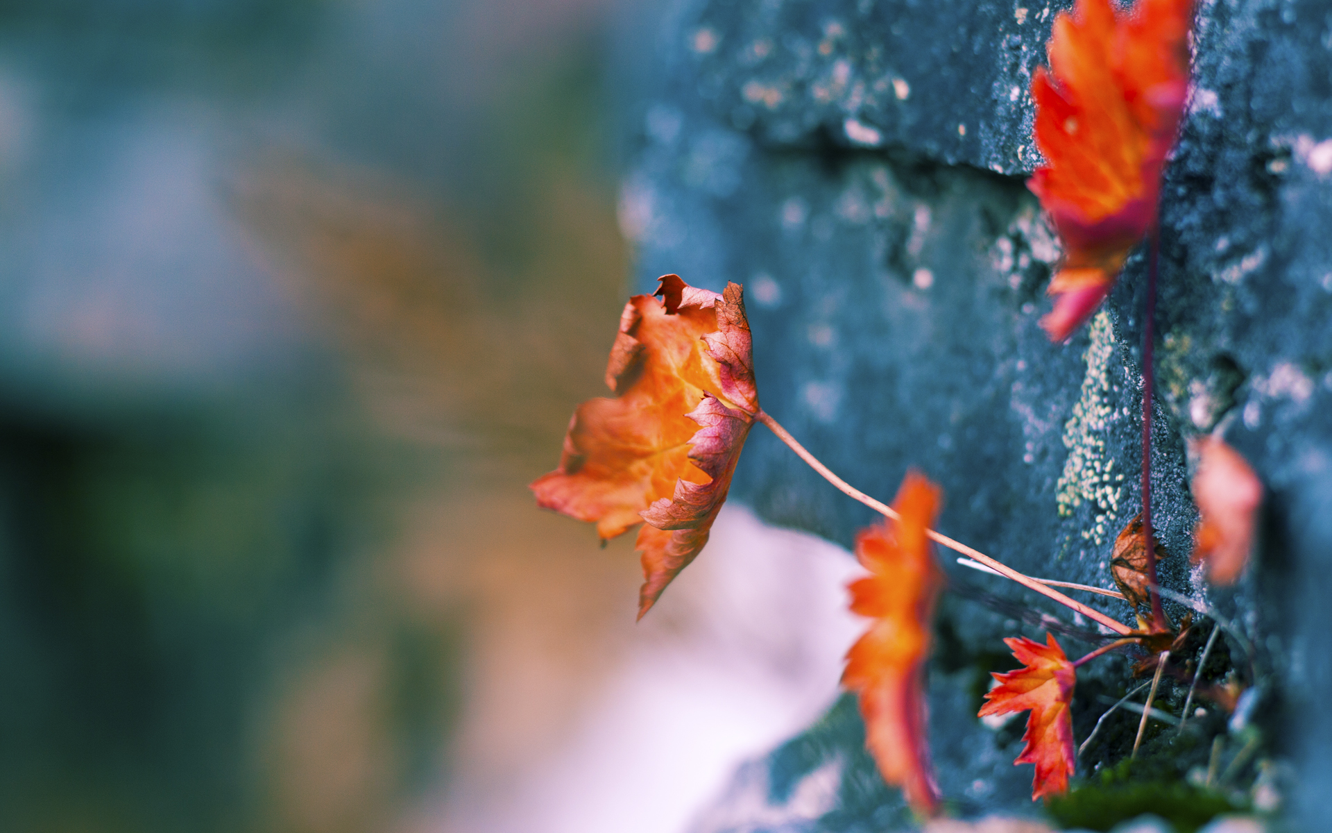 曼联锋线轮换激发前场活力输出，曼联套中锋