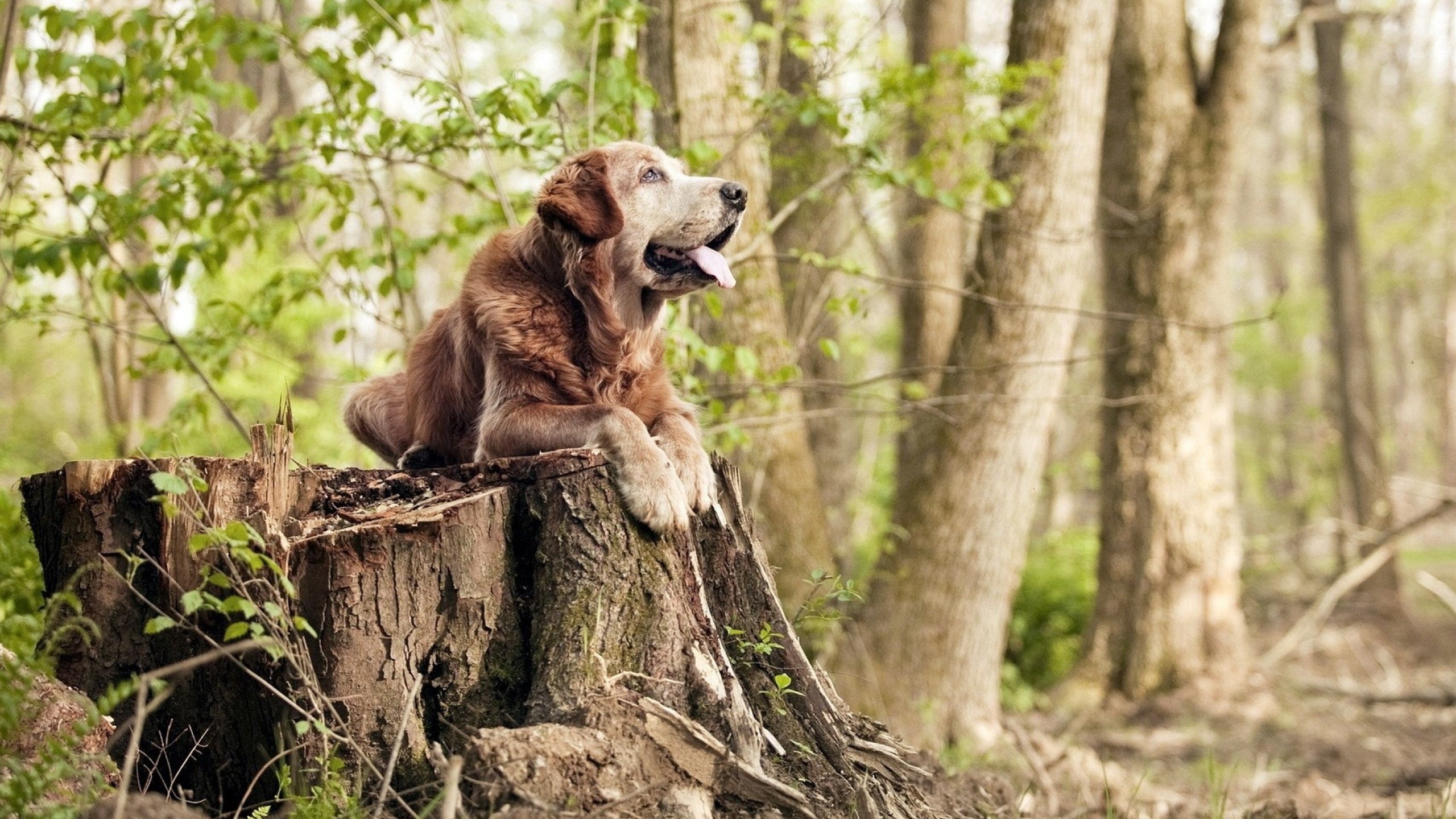 九游官网入口地址-球队内线保护能力对防守成功率的影响，内线球员训练方法