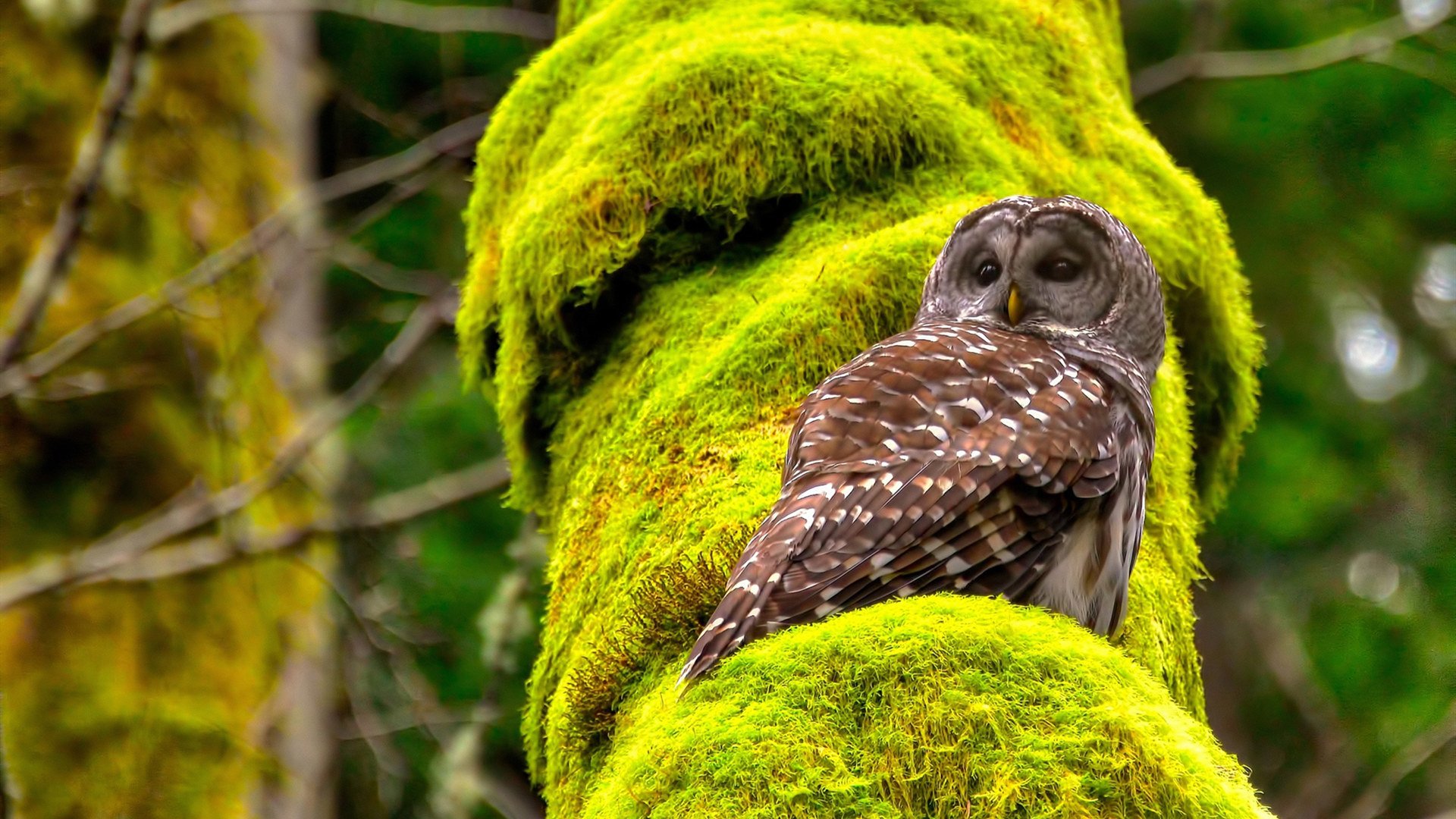 九游娱乐在线-皇马胜出淘汰赛，尤文止步赛点前，皇马尤文战绩