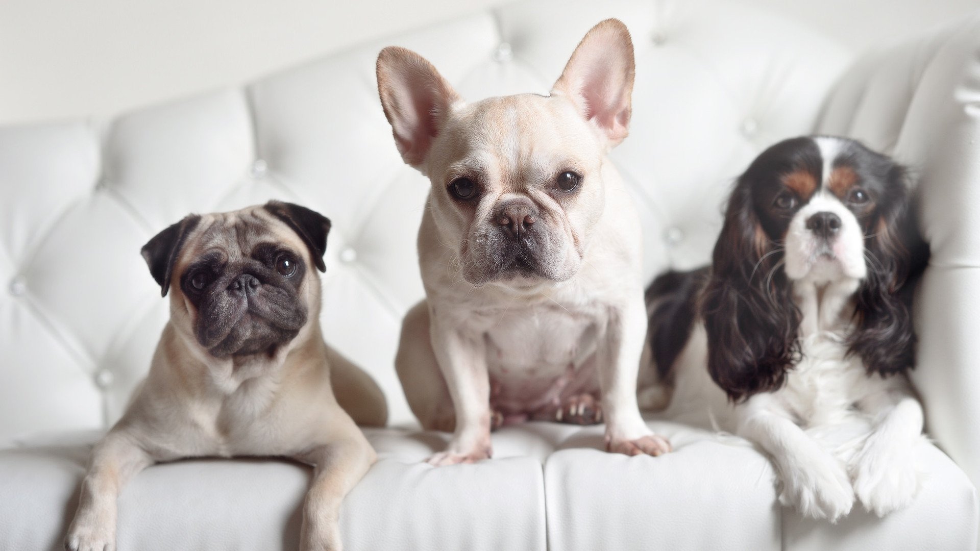 赛制改革提升乒乓比赛的观赏性与竞技性,乒乓球赛主要的观赏点有