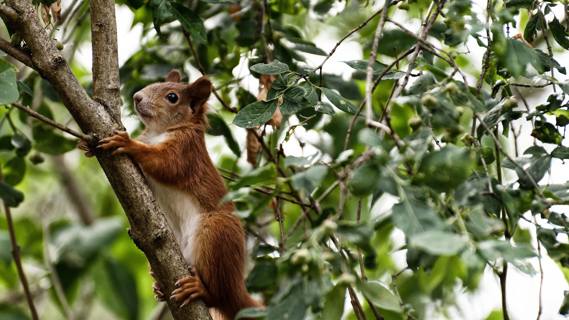 凯尔特人队员进行高强度冲刺训练，凯尔特人队员进行高强度冲刺训练视频