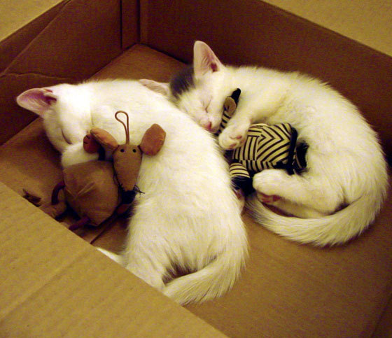 克罗地亚男篮在世界锦标赛中展现不俗实力,冲击奖牌,克罗地亚男篮厉害吗