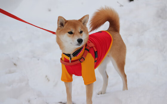 南非自由泳强将状态正佳，南非游泳