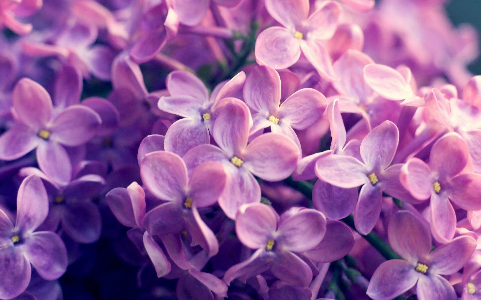 威尔士橄榄球赛事吸引国际关注，未来有何看点？，威尔士橄榄球赛事吸引国际关注,未来有何看点